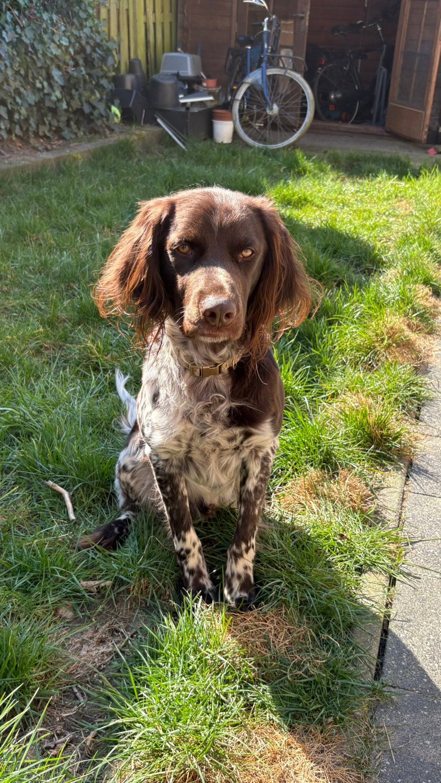 Duitse Staande Hond 4 jaar, zoekt een nieuw thuis, Dieren en Toebehoren, Parvo, Eén hond, 3 tot 5 jaar, Nederland