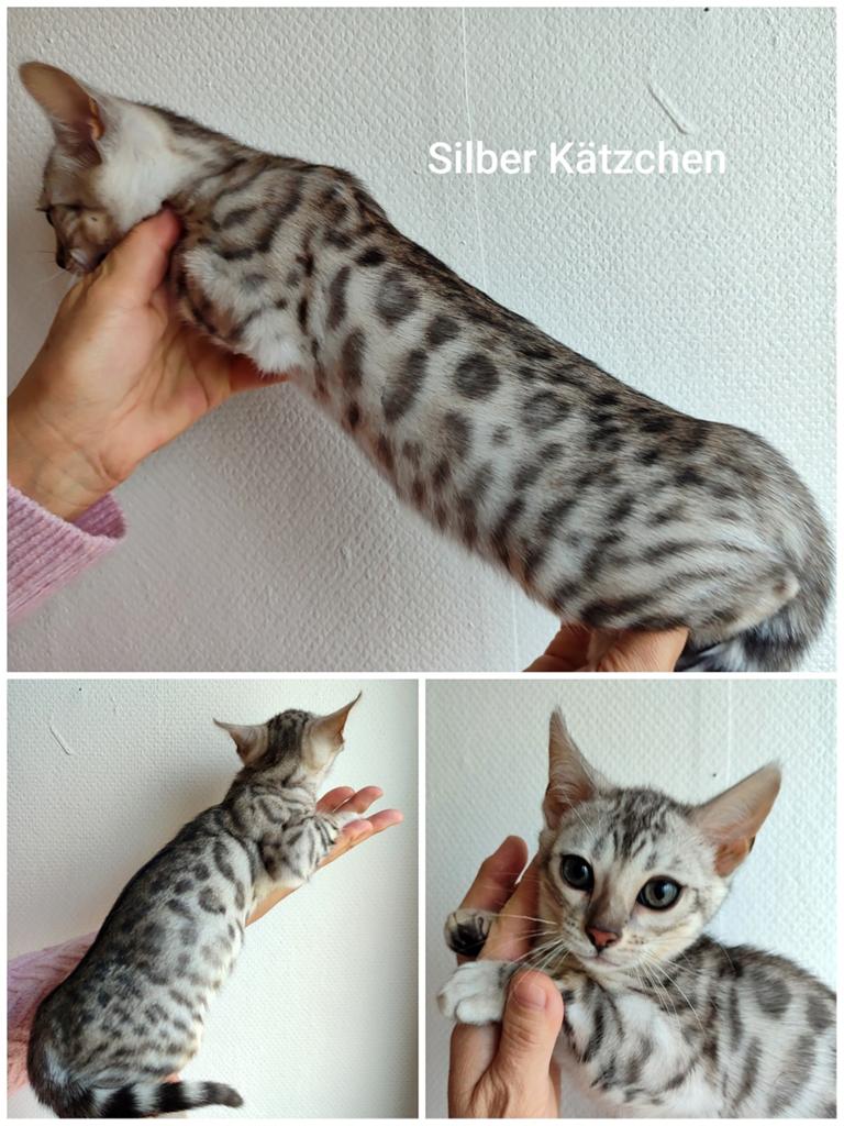 Lovely Bengal Kitten in Brown and Silver, Meerdere dieren, Gechipt, 0 tot 2 jaar