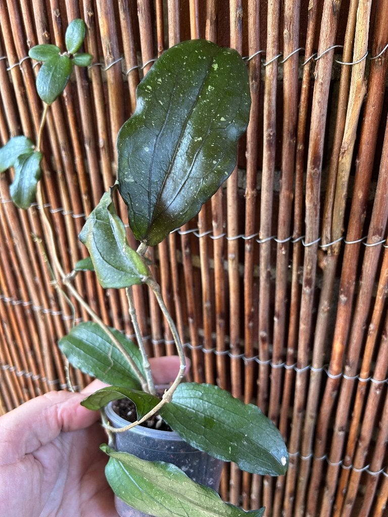 Hoya erythrina🪴, Huis en Inrichting, Kamerplanten, Overige soorten, In pot, Minder dan 100 cm, Bloeiende kamerplant