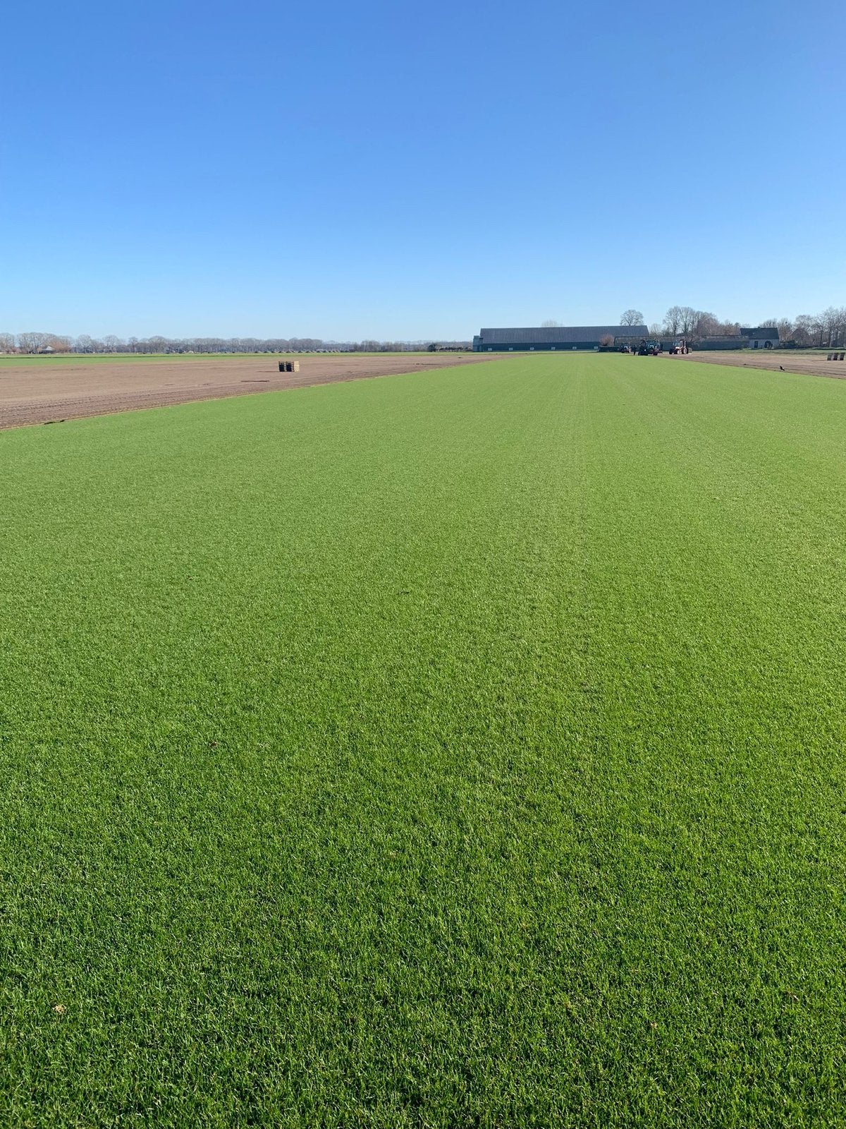 Verse Graszoden Kopen | Den Haag e.o | Bezorgen of Afhalen, Ophalen, Nieuw, 20 m² of meer, Gras