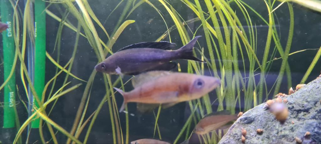 Cyprichromis microlepidotus black kiriza, Vis