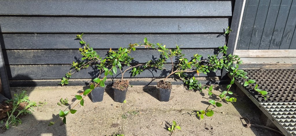 Toscaanse Jasmijn (Trachelospermum jasminoides), Tuin en Terras, Ophalen, Volle zon, Vaste plant, Klimplanten
