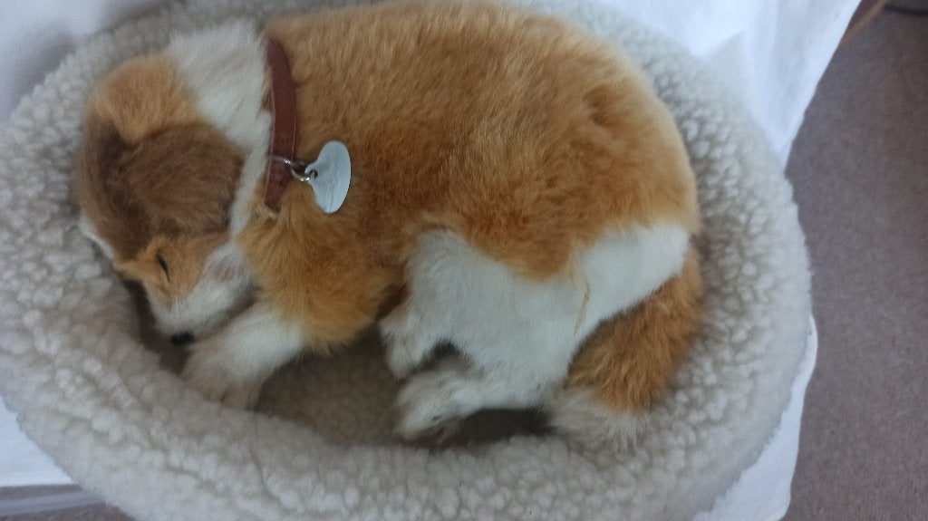 Perfect Petzzz Colliepup ( Lassie), Ophalen of Verzenden, Zo goed als nieuw, Hond, Overige merken