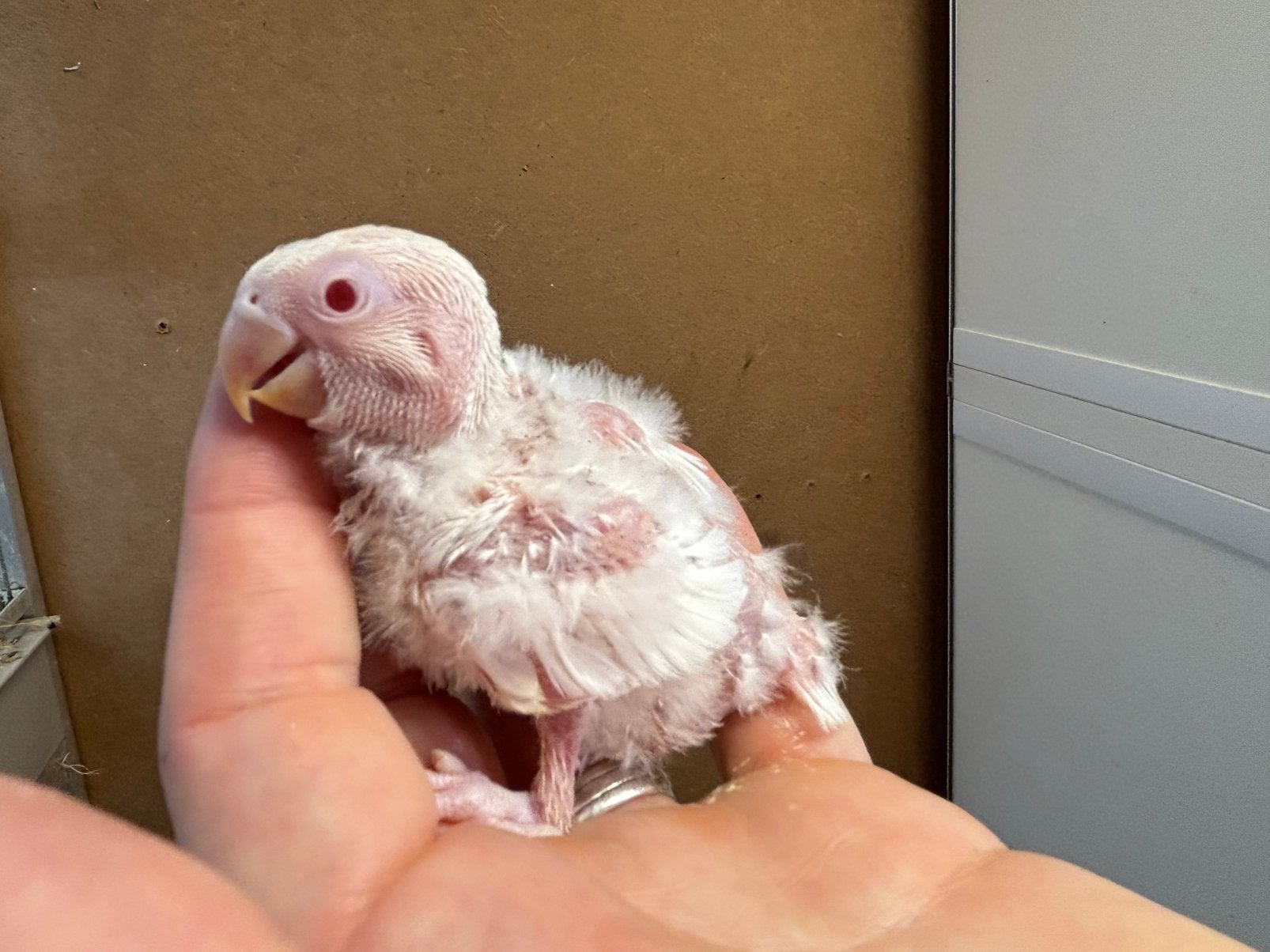 BABY albino agapornis fischeri dwergpapegaai, Dieren en Toebehoren, Vogels | Parkieten en Papegaaien, Geslacht onbekend, Dwergpapegaai of Agapornis