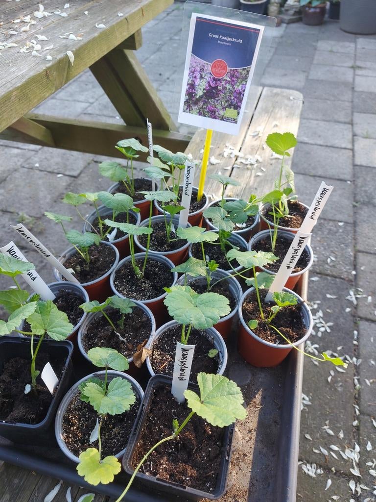 Kaasjeskruid, Ophalen, Eenjarig, Overige soorten, Volle zon