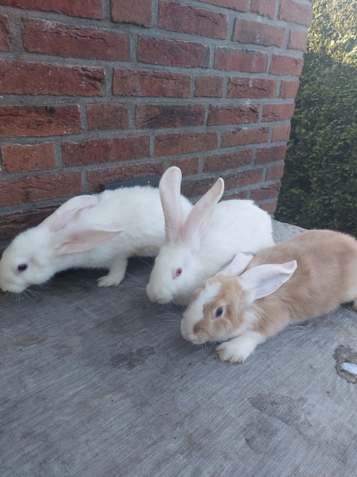 jonge Duitse reus konijnen, Dieren en Toebehoren, Konijnen, Meerdere dieren, Groot, 0 tot 2 jaar