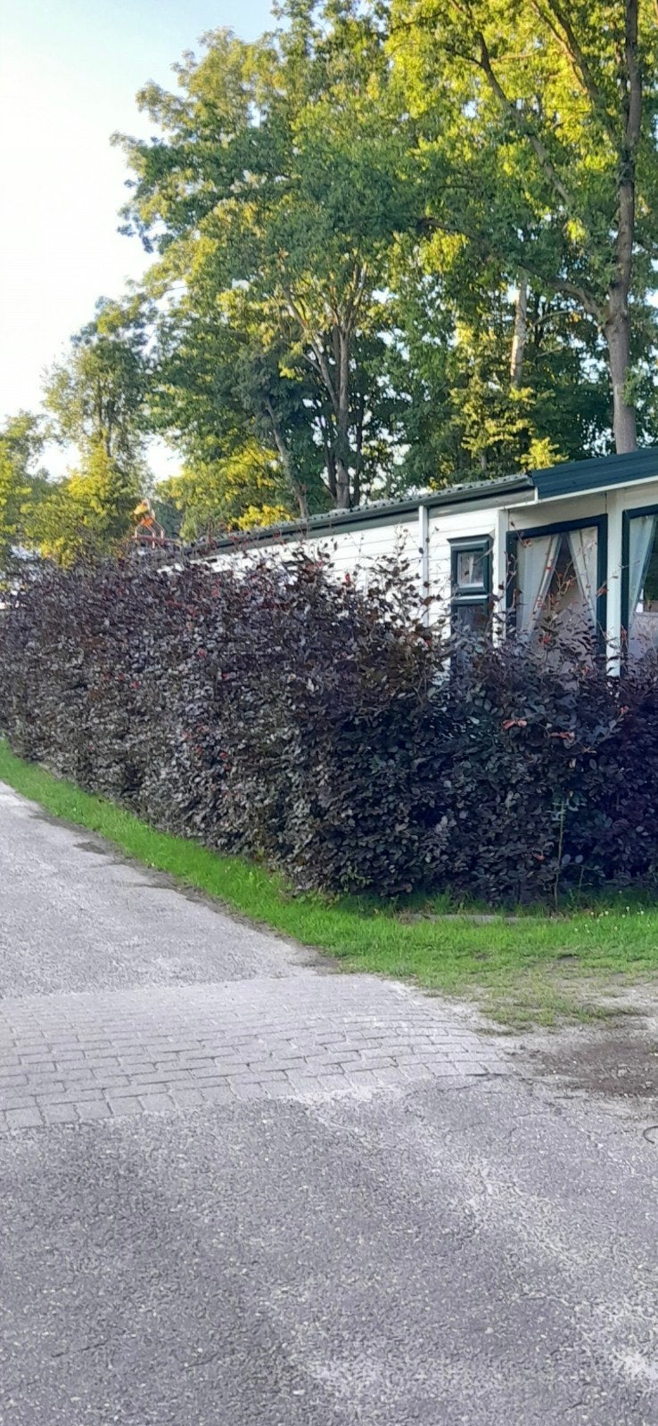 Rode Beukenhaag - 24 meter, zelf uithalen in Wedde, Ophalen of Verzenden, Beukenhaag, Haag, 100 tot 250 cm