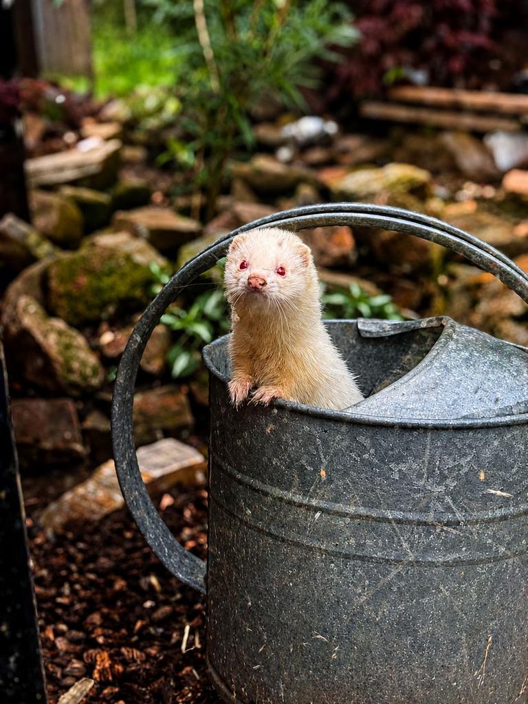 Micro fretten pups verwacht, Dieren en Toebehoren, Mei, Meerdere dieren