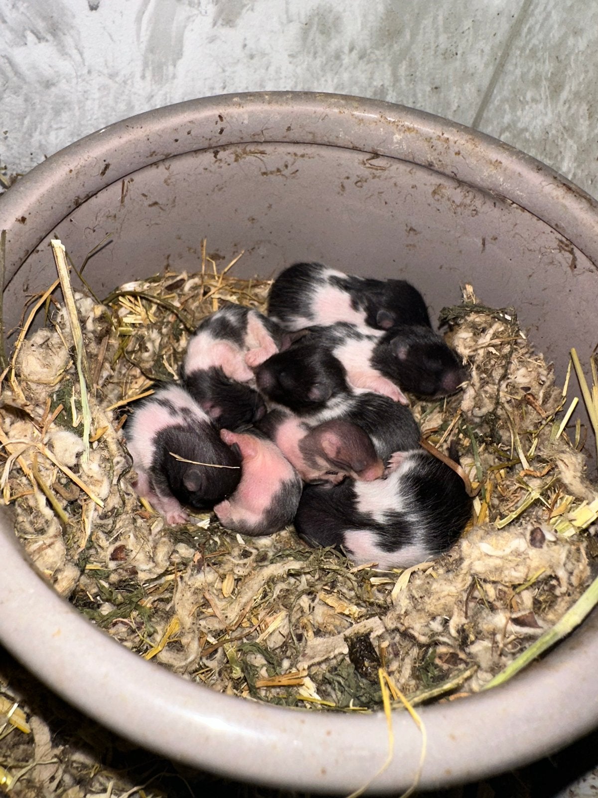 Baby goudhamsters, Dieren en Toebehoren, Knaagdieren, Hamster, Mei, Meerdere dieren, Tam