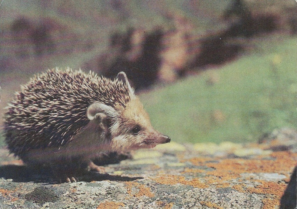 Egel zoekt naar eten 418, Verzamelen, Ophalen of Verzenden, 1980 tot heden, Gelopen, Knaagdier