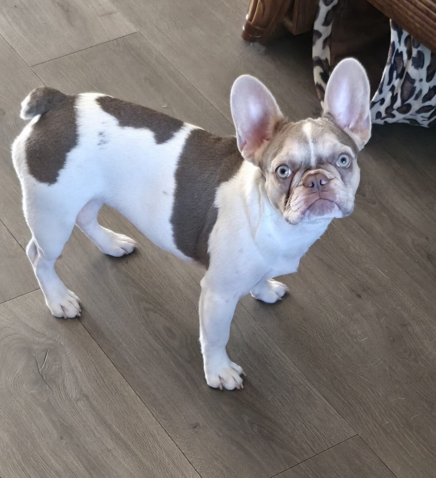💕 Prachtige isabella bonte franse bulldog teefje 💕, 15 weken tot 1 jaar, Teef, HCC (leverziekte), Bulldog