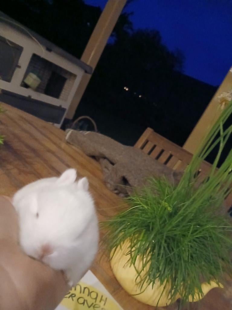 DWERGKONIJNTJES, Dieren en Toebehoren, Konijnen
