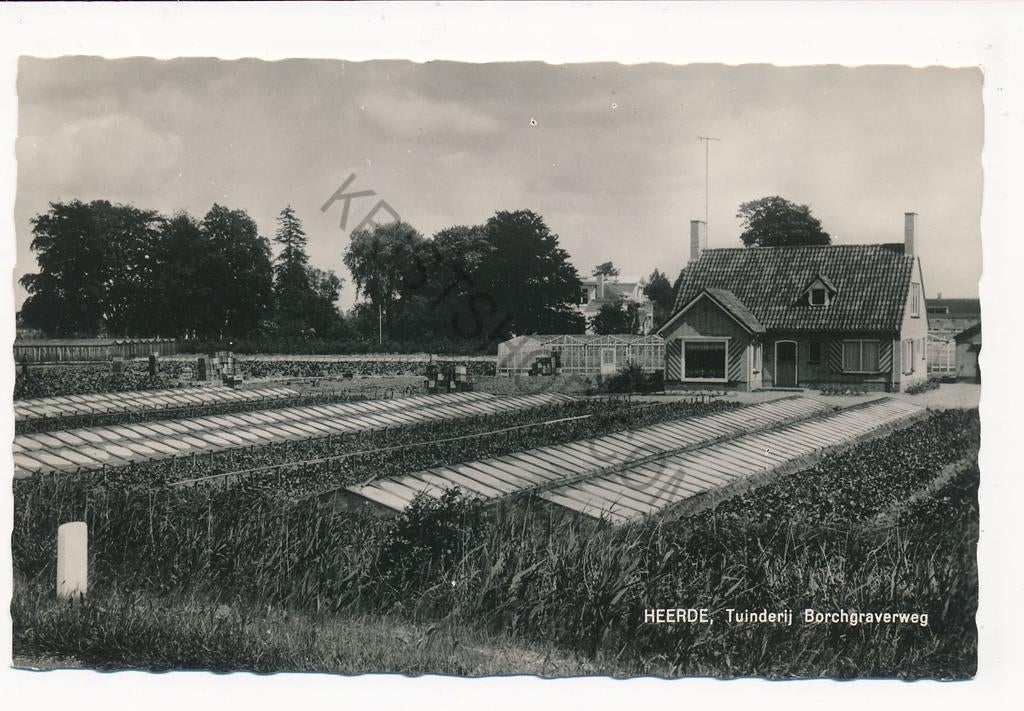Heerde - Tuinderij  Borchgraverweg [KRST003-5191, Verzamelen, Ansichtkaarten | Nederland, Ongelopen, Gelderland, 1940 tot 1960