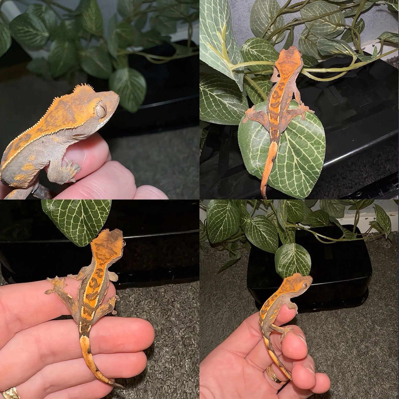 Wimpergekko baby, Hagedis, 0 tot 2 jaar