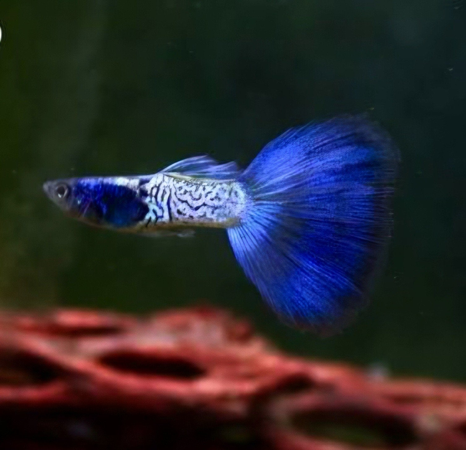 kweekgroepen  blue metalic en black moscow, Dieren en Toebehoren, Vis