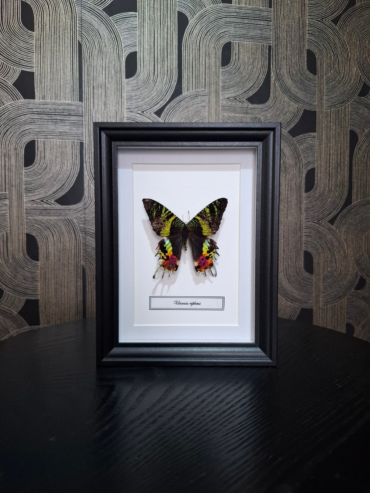 Lijst met Urania Ripheus vlinder - 15,5 x 20,5 cm, Ophalen of Verzenden, Zo goed als nieuw, Insect, Overige typen