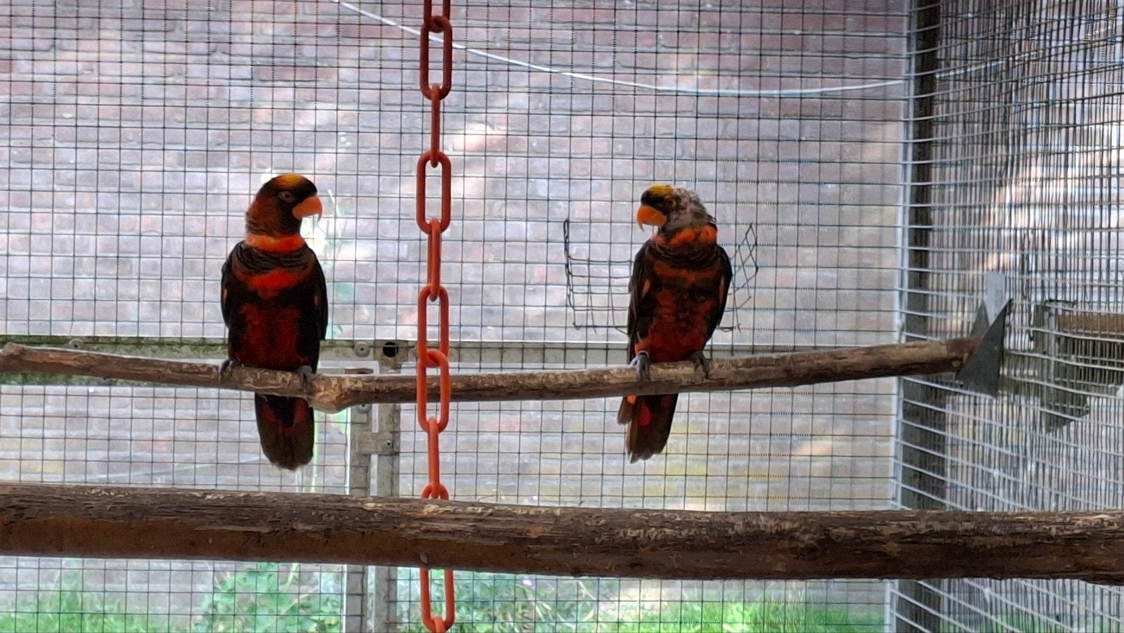 koppel dusky lori, Dieren en Toebehoren, Meerdere dieren, Papegaai