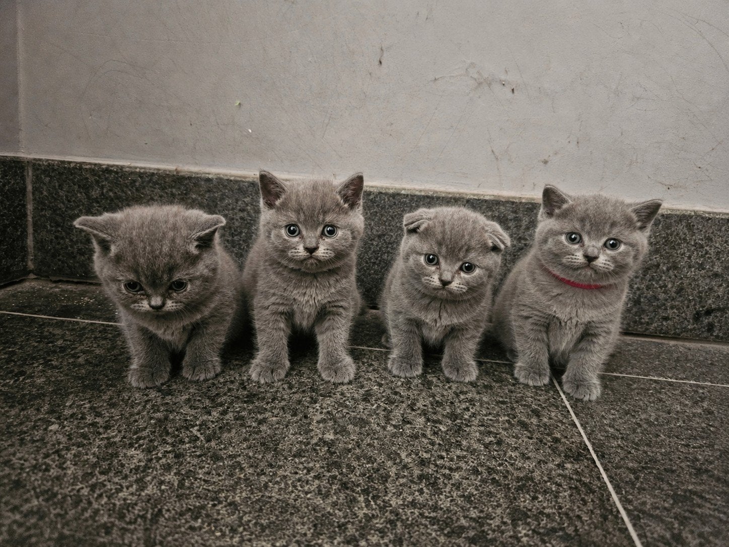 Britse korthaar kittens, Dieren en Toebehoren, Katten en Kittens | Raskatten | Korthaar, Kater, Gechipt, 0 tot 2 jaar