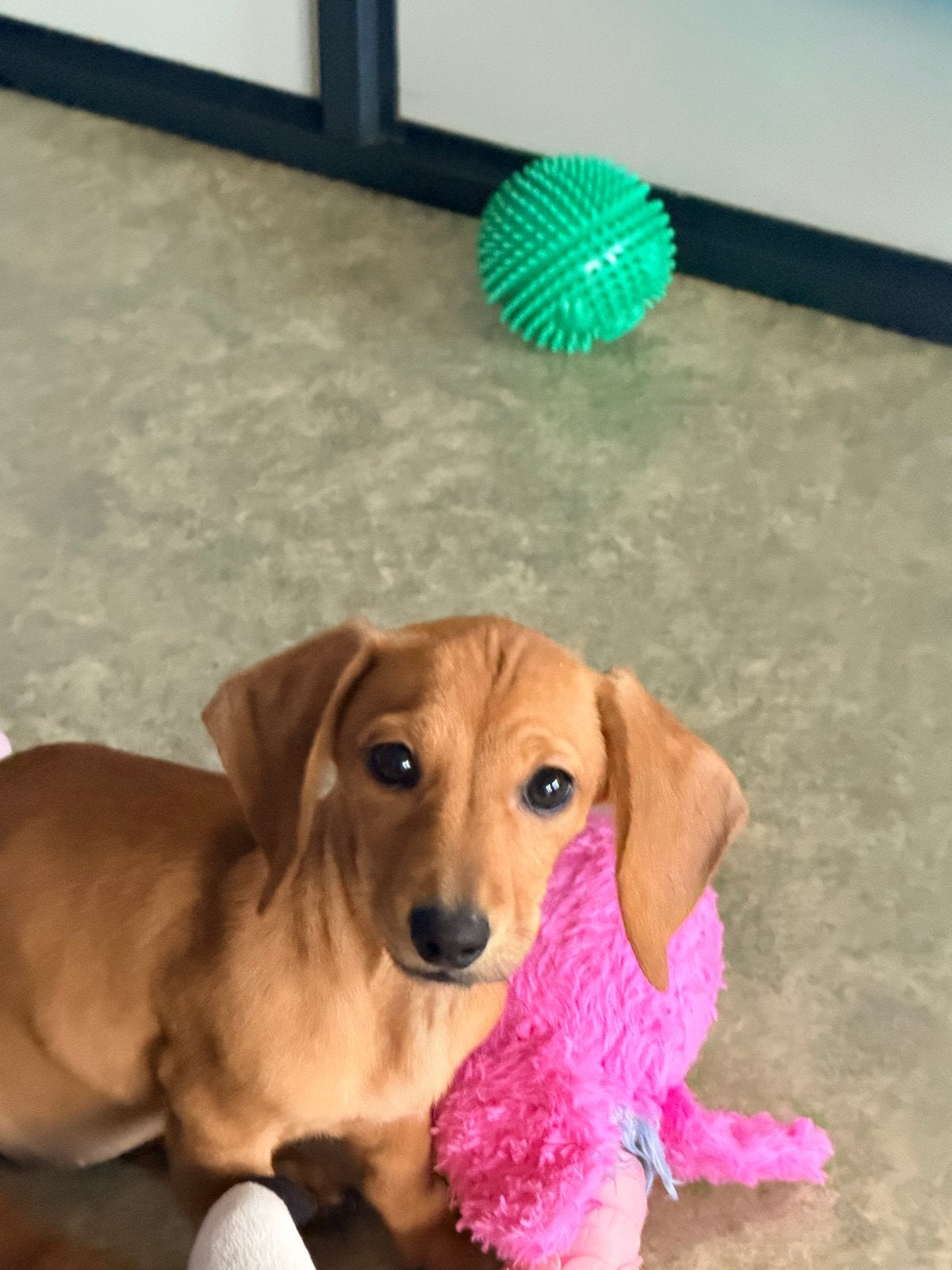 Teckel teefje te koop, Dieren en Toebehoren, Honden | Teckels en Dashonden, Teef, Korthaar, Dwerg, Particulier, Eén hond, Nederland