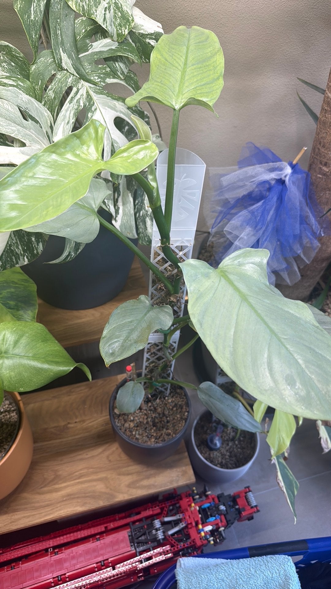 Philodendron hastatum, Huis en Inrichting, Kamerplanten, Ophalen, Halfschaduw, Minder dan 100 cm