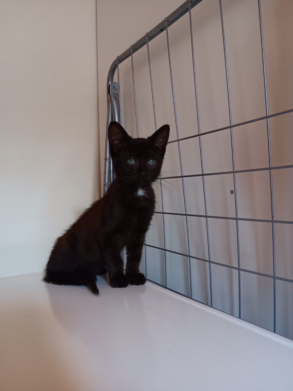 Mooie jonge kitten, Poes