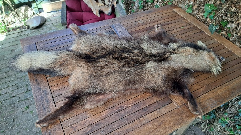 marterhond bont huid vel, Verzamelen, Ophalen of Verzenden, Zo goed als nieuw, Wild dier, Opgezet dier