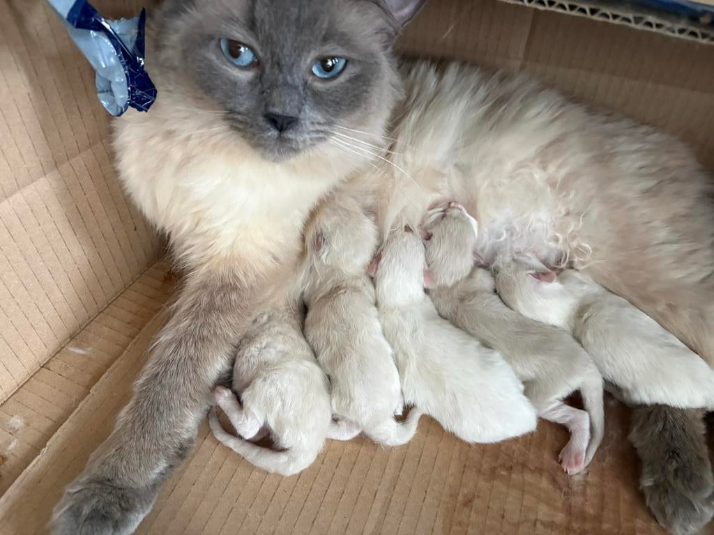 Nog 1 poesje en 1 katertje ragdoll klaar voor nieuwe huis!, Meerdere dieren, Langharig, 0 tot 2 jaar