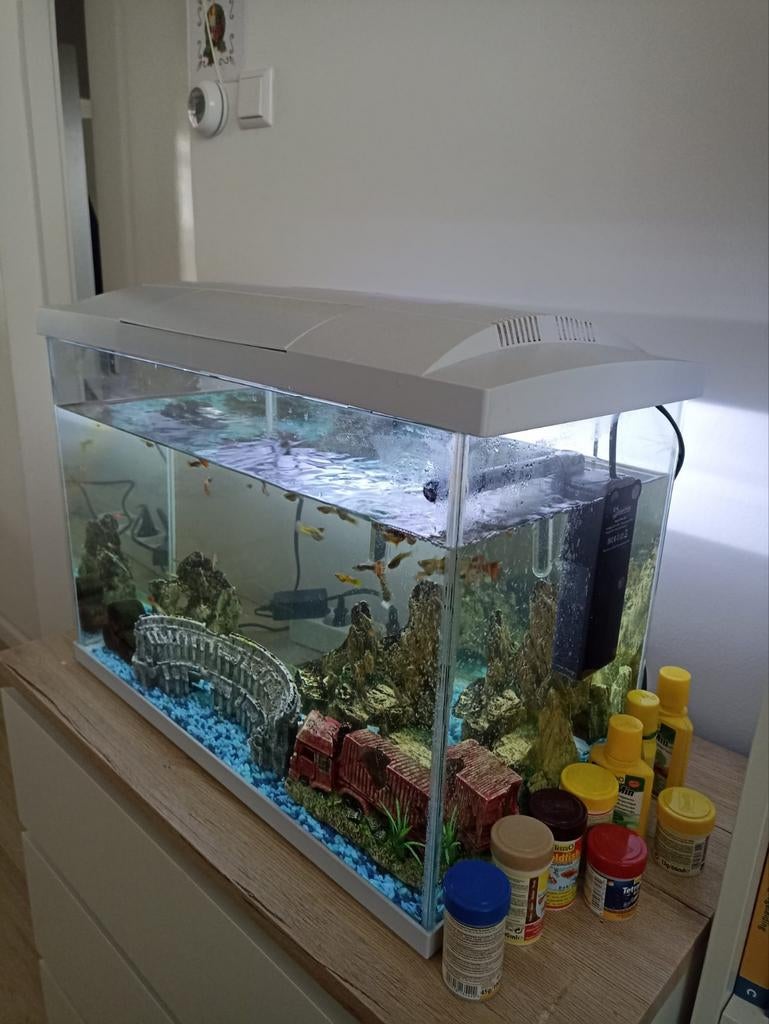 Aquarium met vissen, Dieren en Toebehoren, Vissen | Aquaria en Toebehoren, Ophalen, Inclusief vissen, Zo goed als nieuw, Gevuld zoetwateraquarium