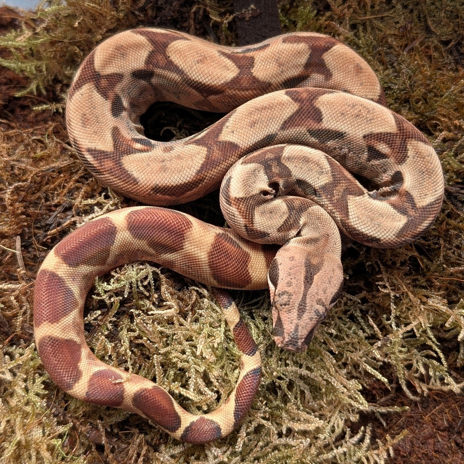 Hypo dh Red Dragon Man NK2026, Slang, 0 tot 2 jaar