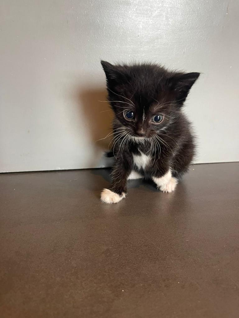 Lieve Boerderij kittens, Meerdere dieren