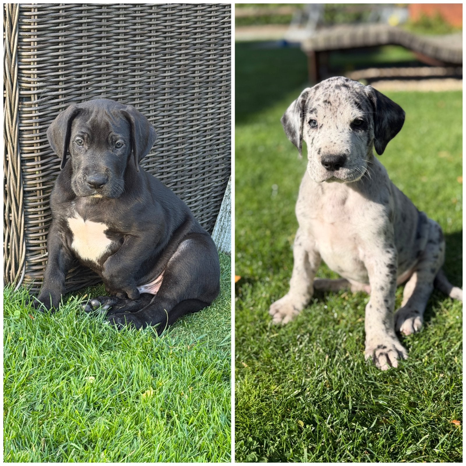 Prachtige Duitse Dog pups, Dieren en Toebehoren, 8 tot 15 weken, Meerdere, Meerdere dieren, Nederland