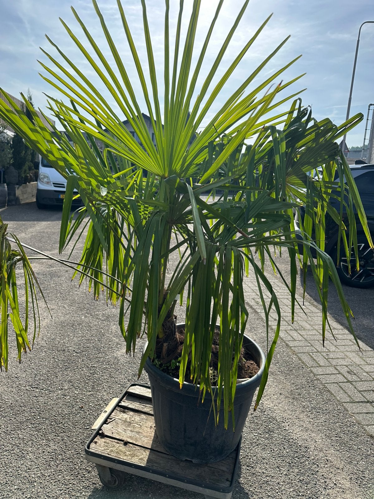 Trachycarpus palm, Tuin en Terras, Ophalen of Verzenden