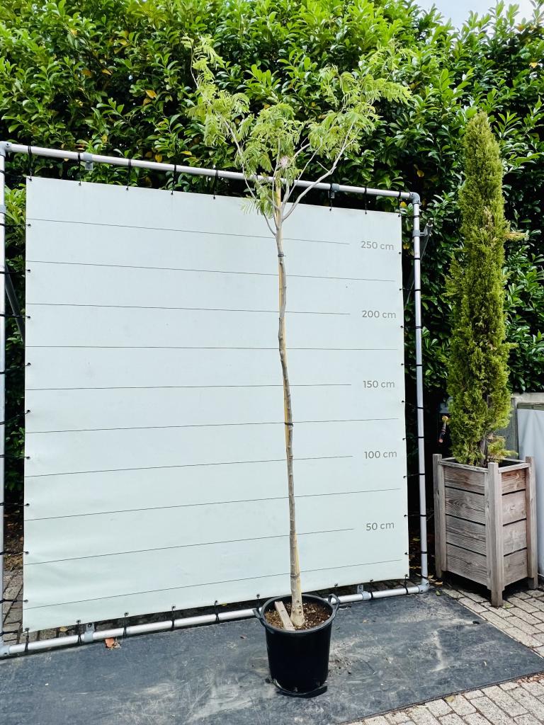 Perzische Slaapboom - Albizia Julibrissin, 250 tot 400 cm, Zomer, Volle zon, In pot