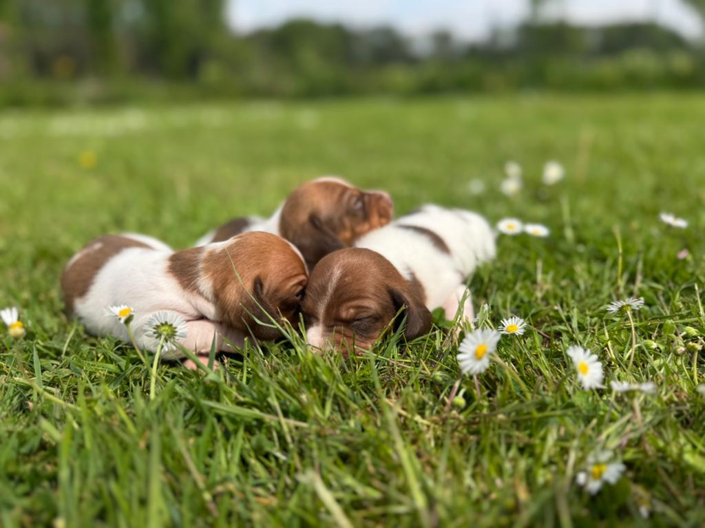 Zeer unieke Piebald dwergteckels pups, Dieren en Toebehoren, Honden | Teckels en Dashonden, 8 tot 15 weken, Korthaar, Dwerg, Parvo