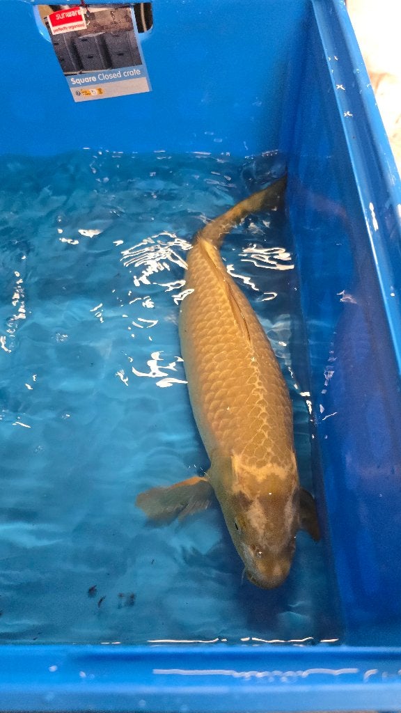 Chagoi koi, Karper of Koi