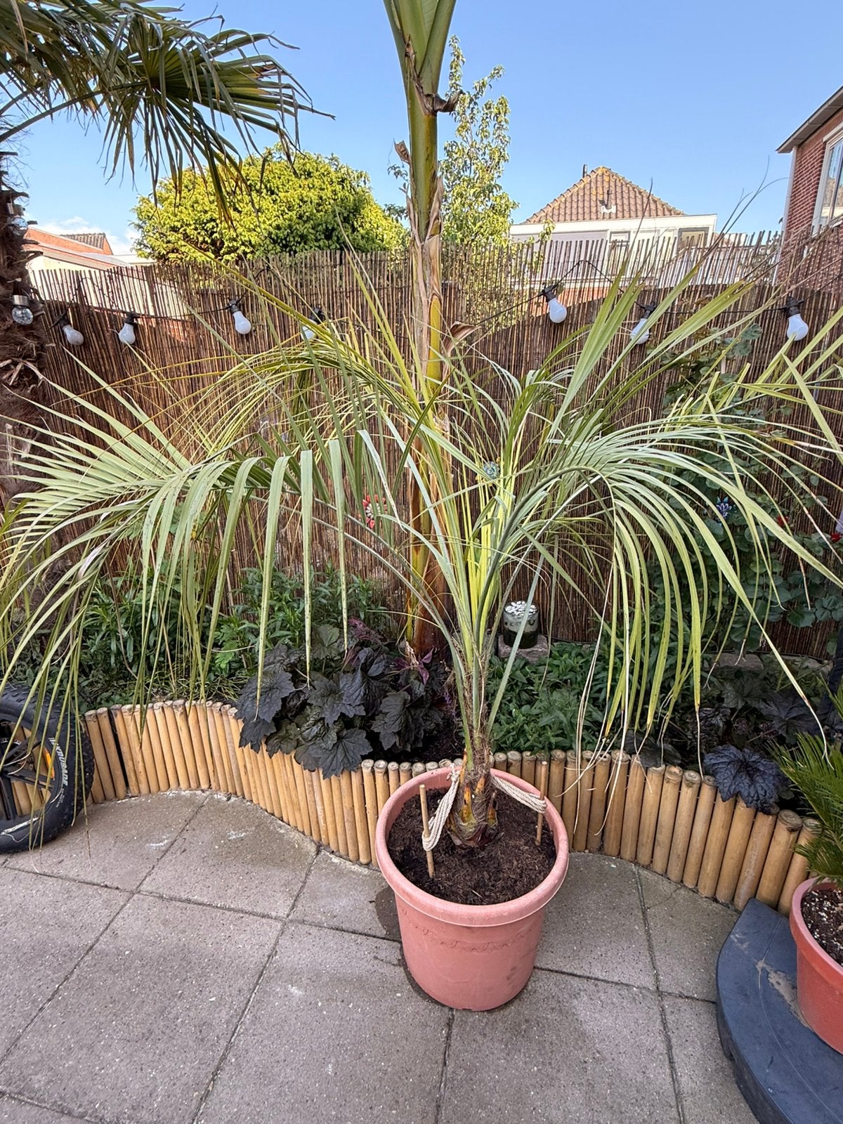 Winterharde palm Butia capitata palm met pot - 190cm hoog, Overige soorten, Volle zon, Vaste plant, Ophalen of Verzenden