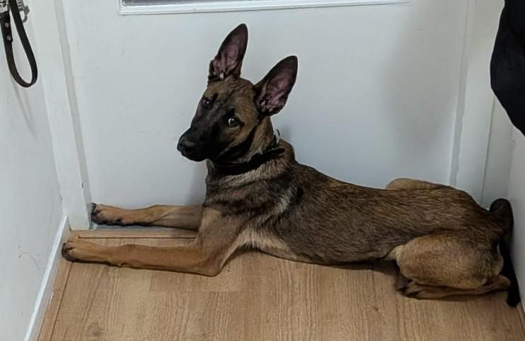 Mechelse herder reu, Parvo, 15 weken tot 1 jaar, Reu, Eén hond