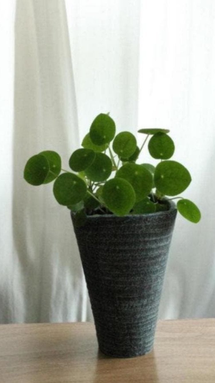 Pannenkoeken plant in mooi vaas / pot., Ophalen, Halfschaduw, Minder dan 100 cm