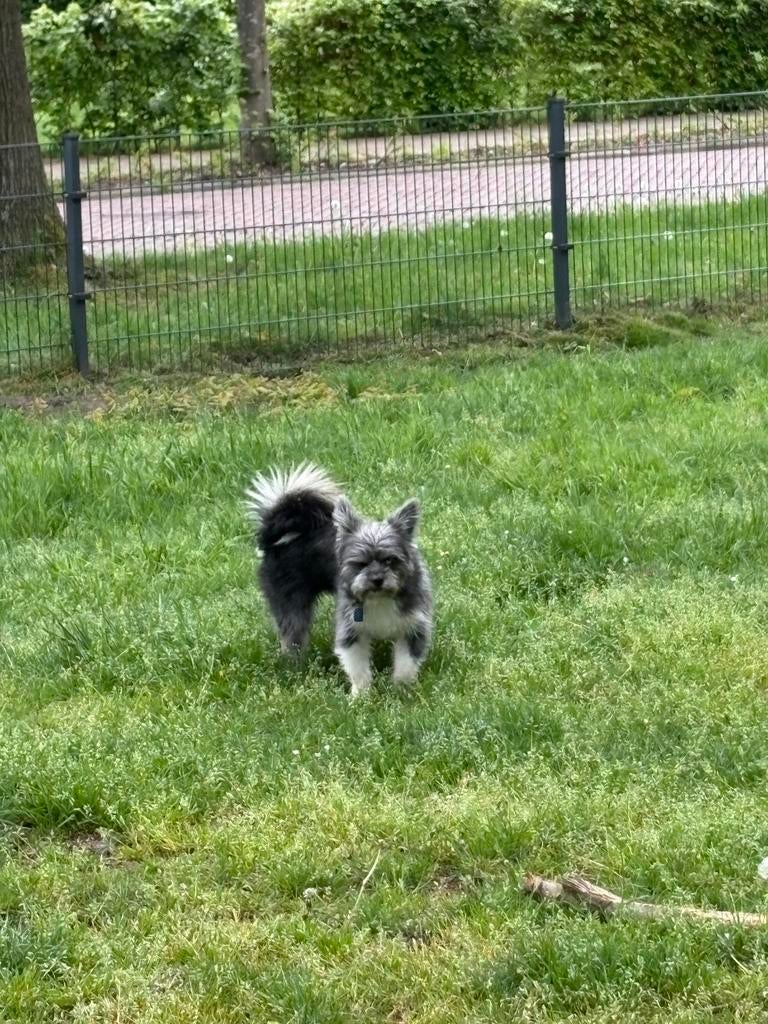 Pomsky x shih-tzu zwart/wit, Parvo, 15 weken tot 1 jaar, Eén hond, Nederland