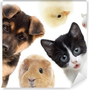 Dierenoppas aangeboden hond kat cavia konijn kip, Dieren en Toebehoren, Konijnen, Mannelijk, Klein, 0 tot 2 jaar