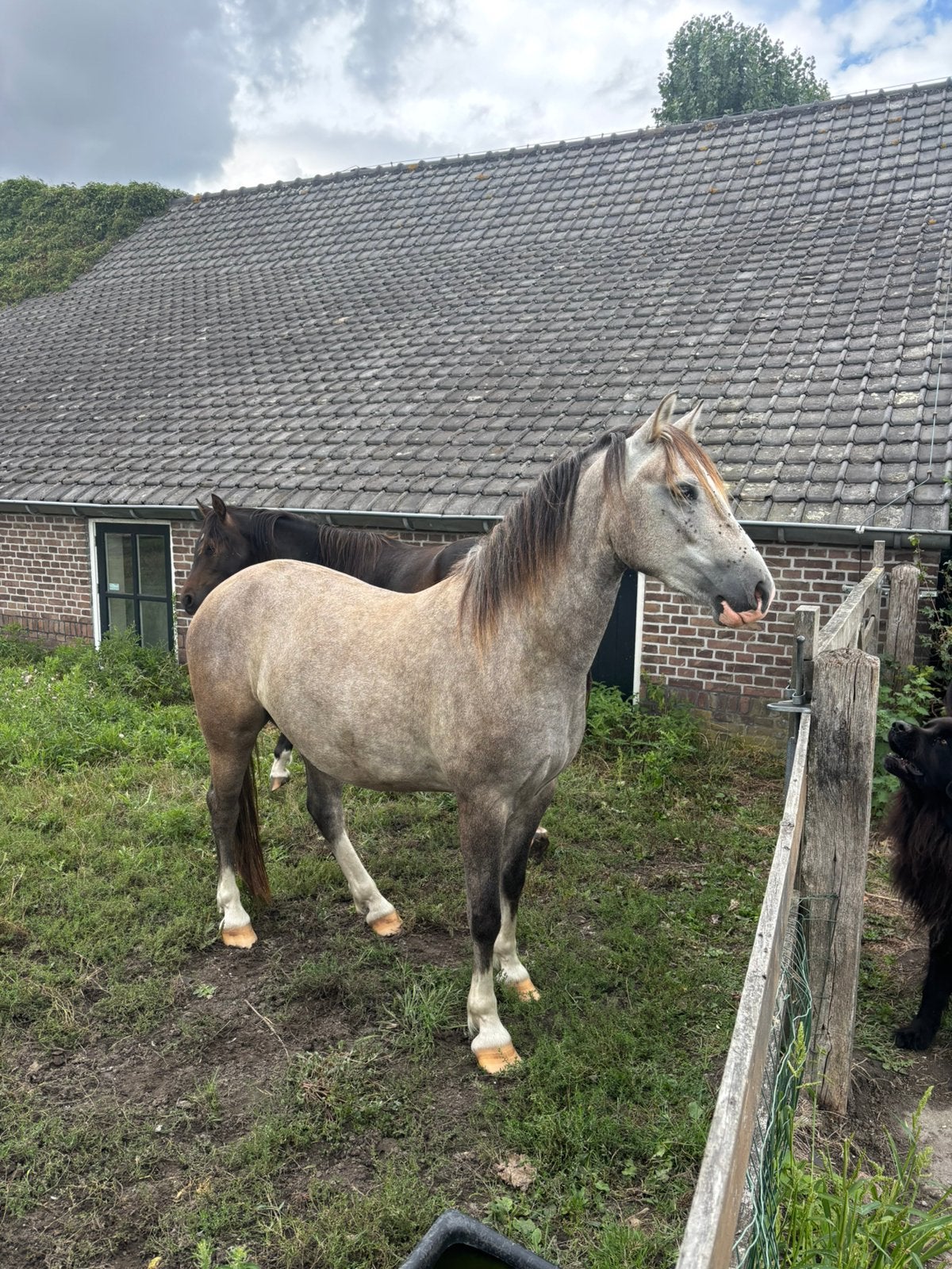 Hele knappe D pony van ruim 3, Dieren en Toebehoren, Met stamboom, Ruin, Dressuurpony, Zadelmak