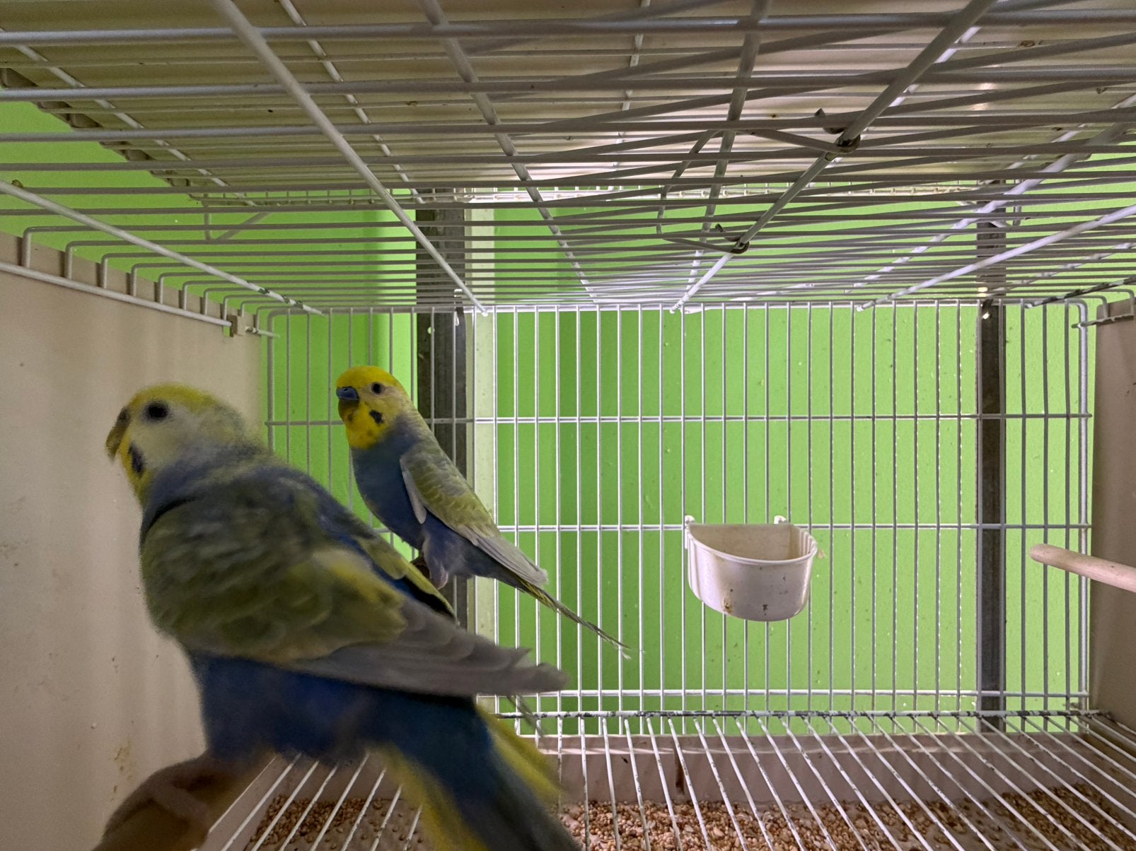 Grasparkieten Koppel, Meerdere dieren, Parkiet