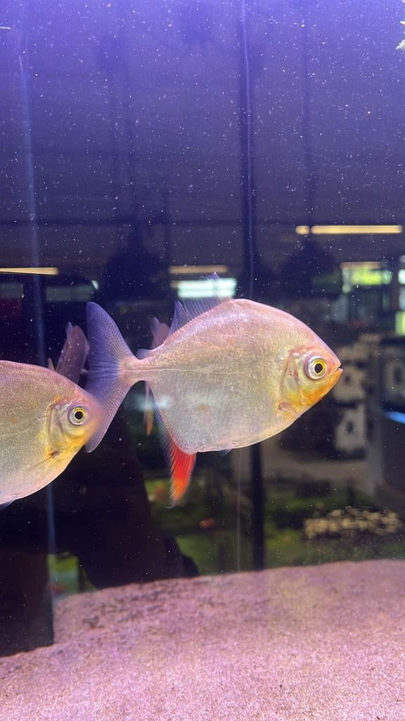 Rood haak schijfzalm L, Dieren en Toebehoren, Vissen | Aquariumvissen, Vis, Zoetwatervis, Schoolvis