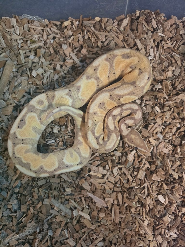 1.0 Banana Yellow belly, Slang, Tam, 0 tot 2 jaar