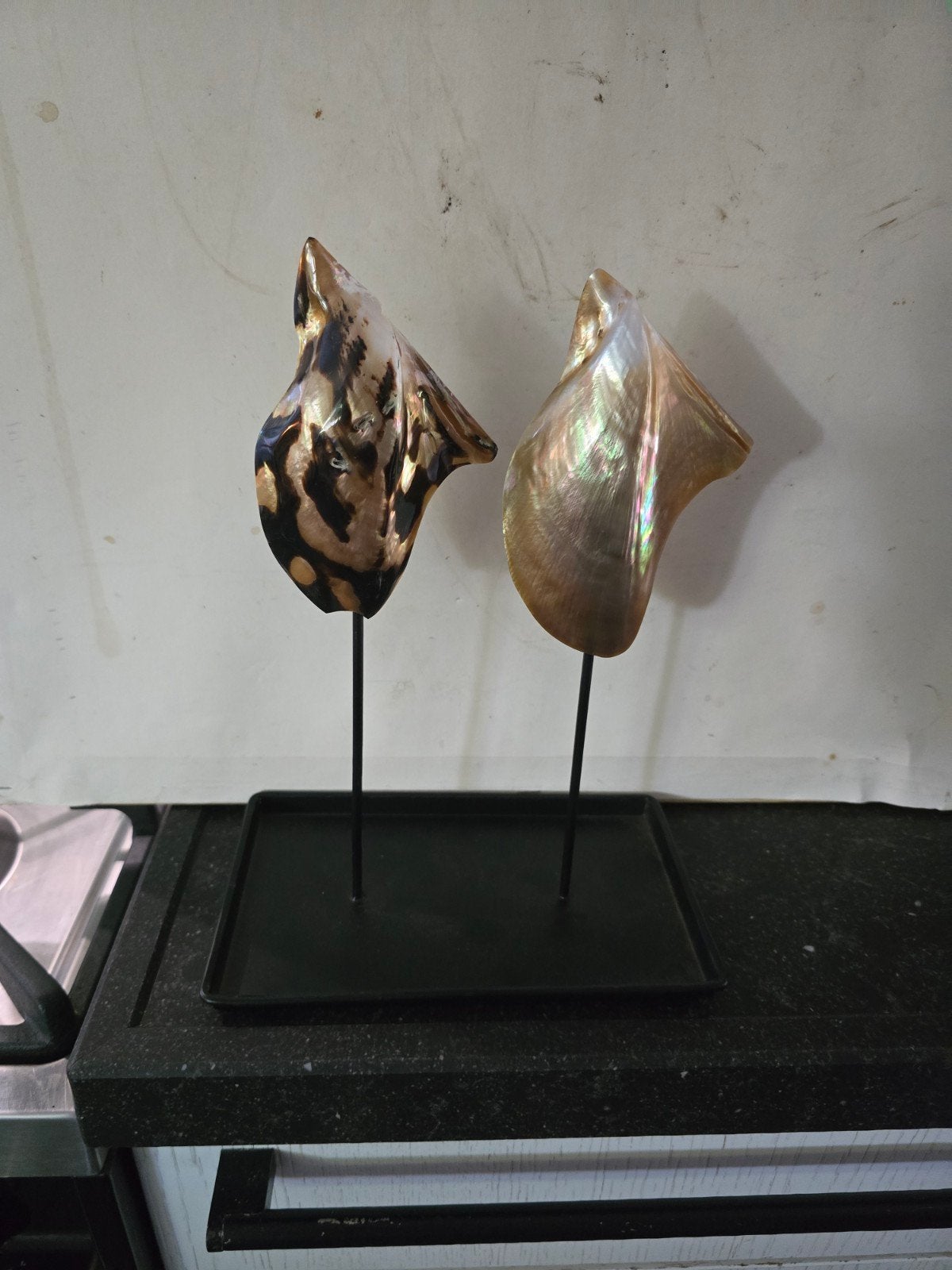nieuwe standaards voor schelpen 1 of 2 pins staal, Ophalen of Verzenden, Schelp(en)