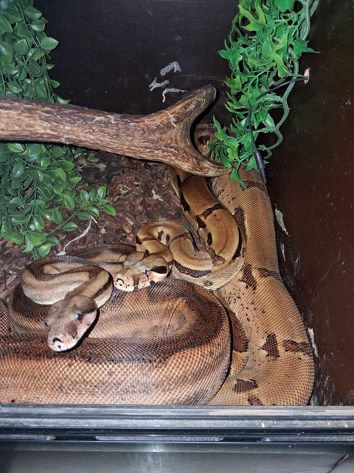 hypo jungles koppel boa Boa Constrictor photo 2