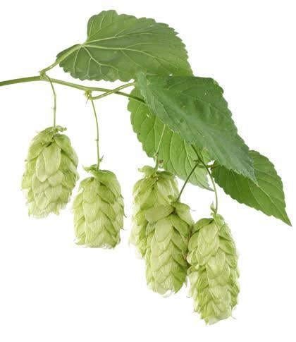 Hop zaden, Humulus lupulus, Verzenden, Minder dan 100 cm, Overige soorten, Zomer