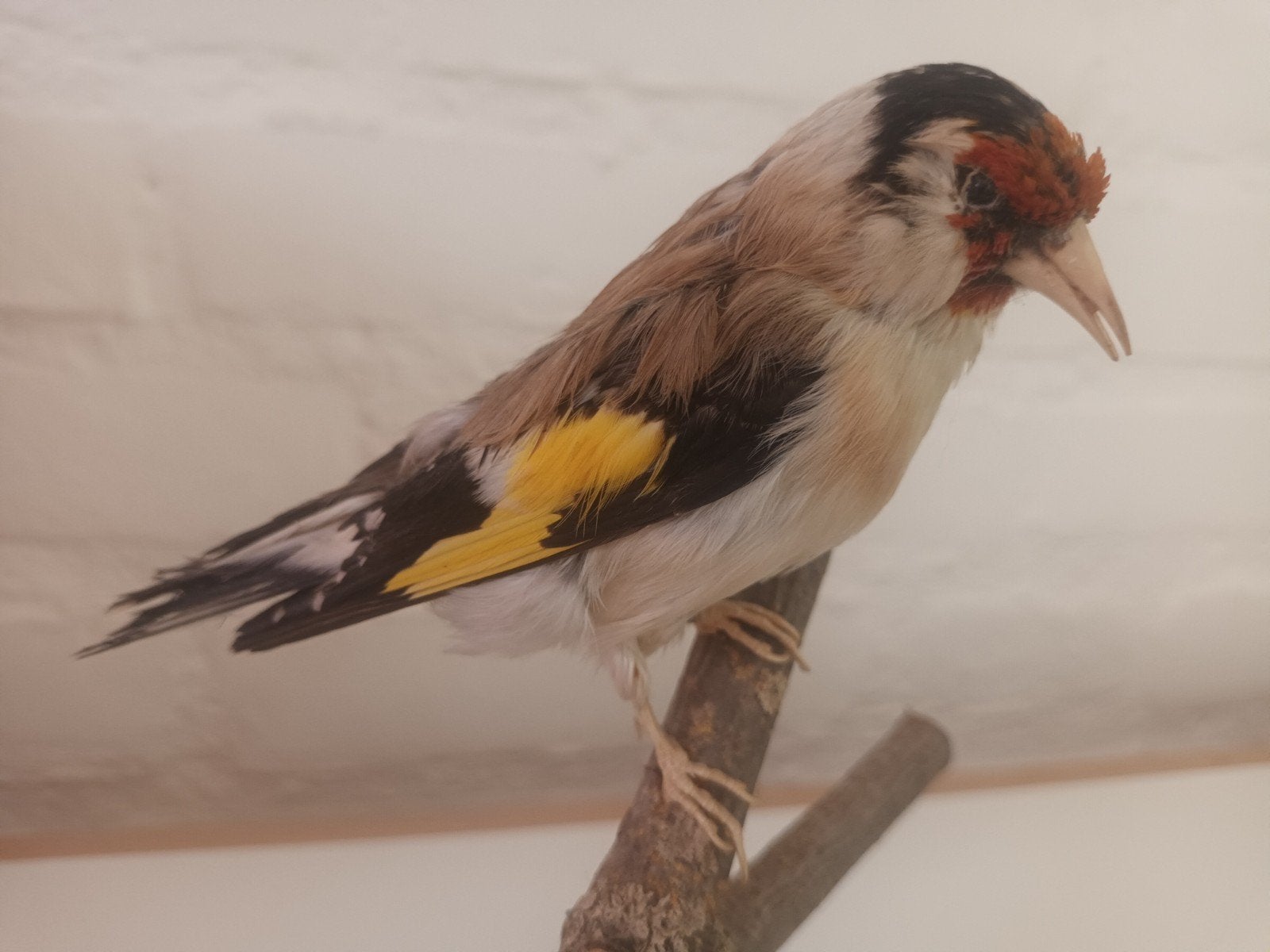 Opgezette Putter (Carduelis carduelis), Ophalen of Verzenden, Zo goed als nieuw