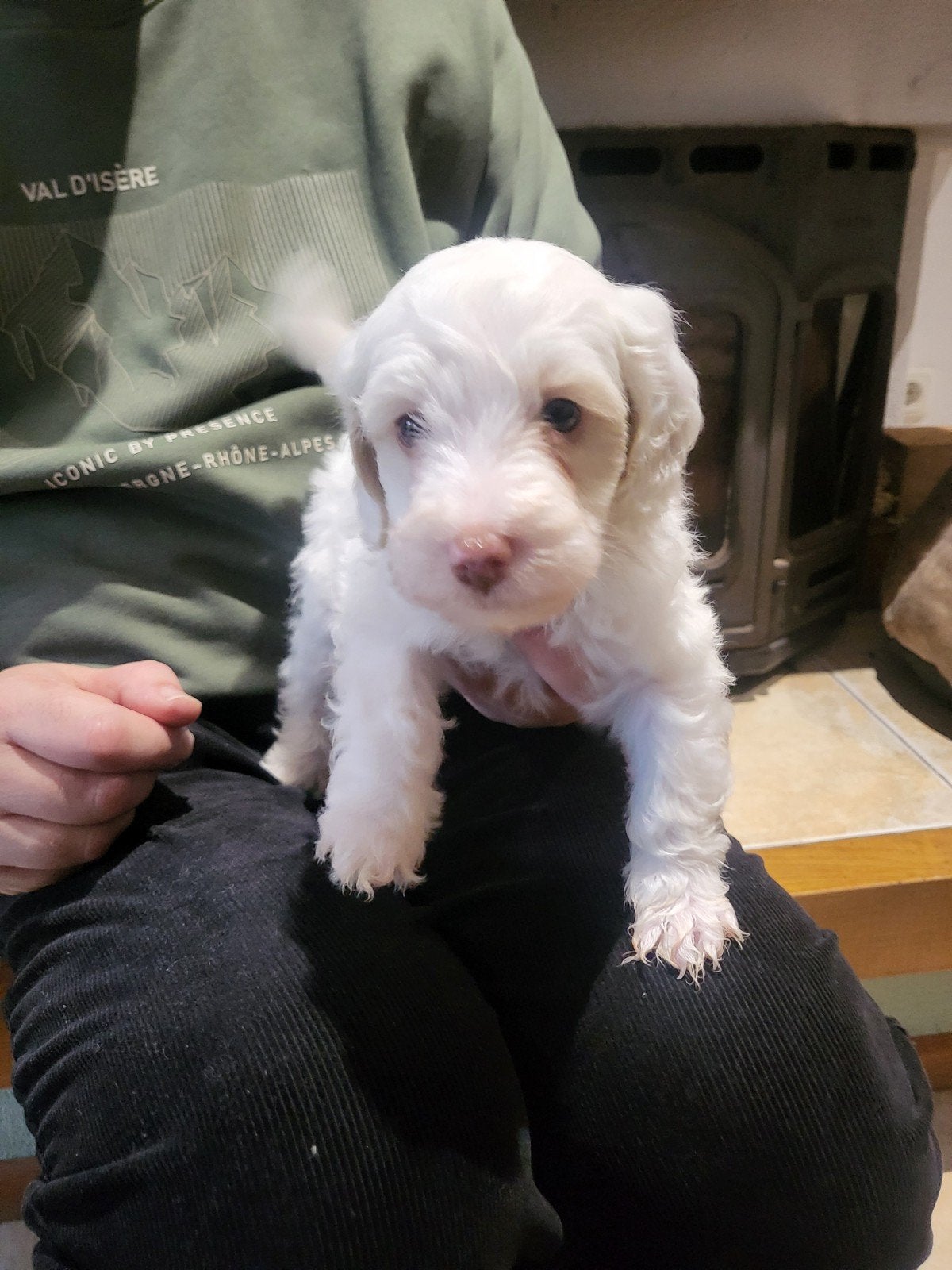 Wegens annulering nog 1 mini labradoodle reu beschikbaar, 8 tot 15 weken, Eén hond, CDV (hondenziekte), Nederland