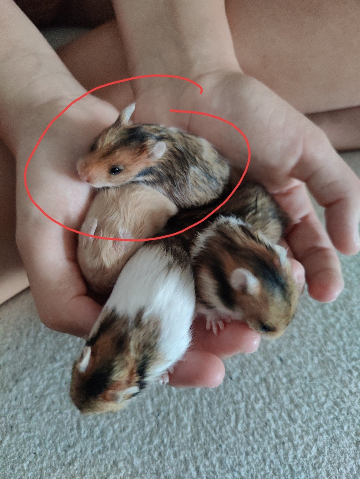 Lief baby hamster vrouwtje goud langhaar, Hamster, Juli, Vrouwelijk, Tam